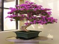 Pos bougainvillea i chwarae ar-lein